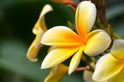 Close-up of yellow flower