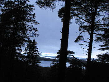 Low angle view of silhouette trees against sky