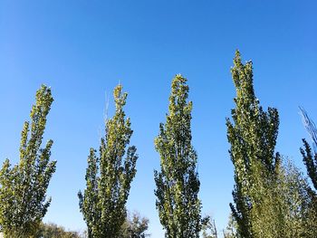 Low angle view of trees against blue sky