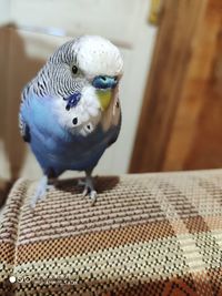 Close-up of parrot perching on table