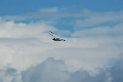 Low angle view of airplane flying in sky