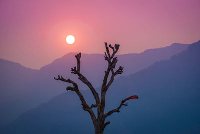 Silhouette tree against sky during sunset