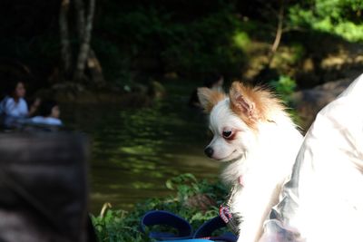 Close-up of dog against trees