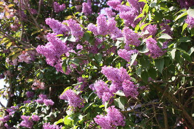 Close-up of pink flowering plants