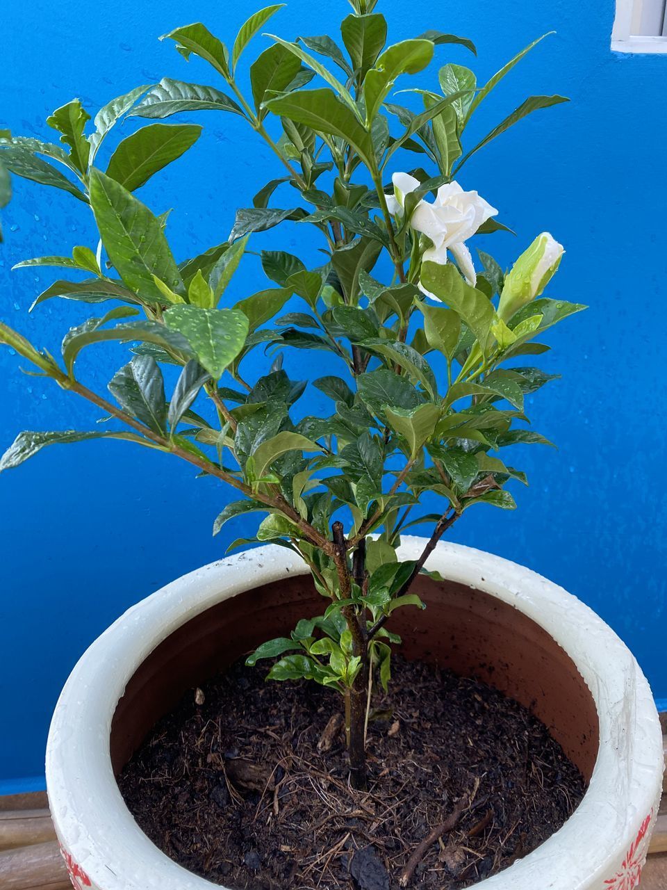 CLOSE-UP OF POTTED PLANT AGAINST BLUE WALL