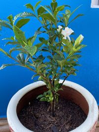 Close-up of potted plant