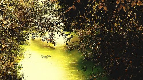 Scenic view of river amidst trees