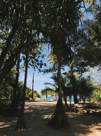 View of palm trees on beach