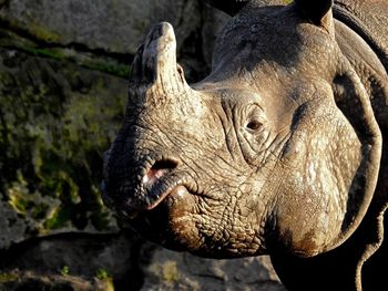 Close-up of rhinoceros 