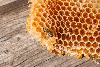 Close-up of bee on honeycomb