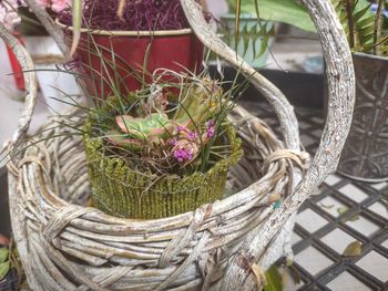 Close-up of potted plants in basket