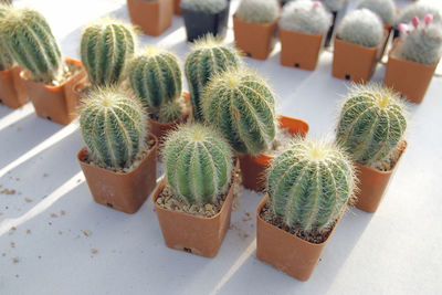 High angle view of succulent plant on table