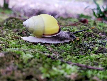 Close-up of snail