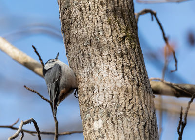 Low angle view of bird perching on tree trunk