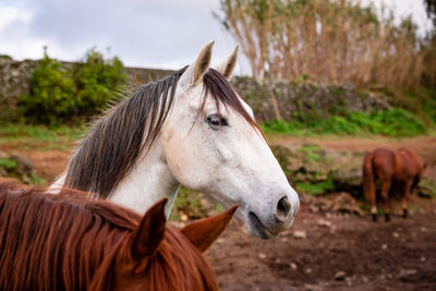 Horses on pasture, in the heard together, happy animals, portugal lusitanos.