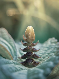 Close-up of rose on leaf