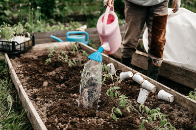 Irrigating water into the soil for planting seedlings of organic tomato plant sprouts. homesteading