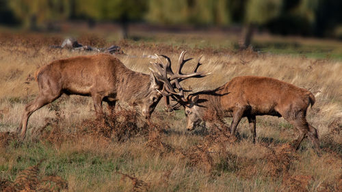 High angle view of red deers fighting on land