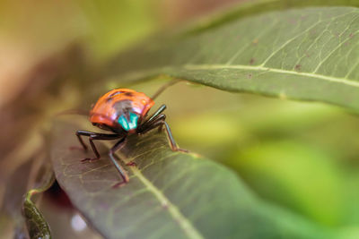 Close-up of insect on leaf