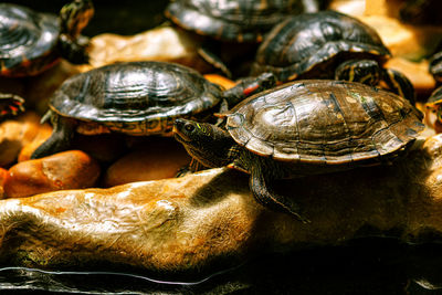 Red eared sliders . common aquatic turtle species