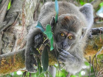 Close-up portrait of an animal