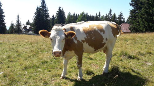 Portrait of cow standing on field against trees