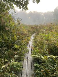 Railroad tracks amidst trees in forest against sky