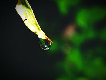 Close-up of water drop on leaf against black background