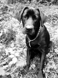 Dog standing on field