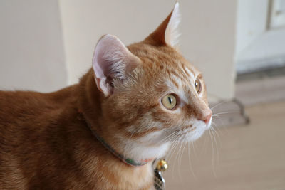 Close-up of ginger cat at home