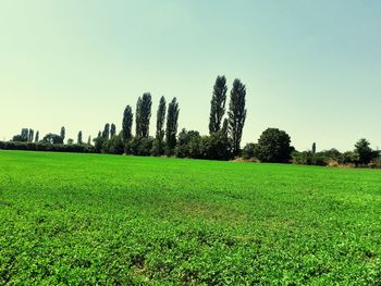 Scenic view of field against clear sky