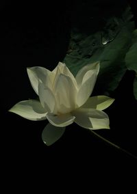 Close-up of plant against black background