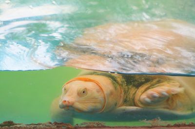 Close-up of fish in water