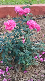 High angle view of pink roses on plant