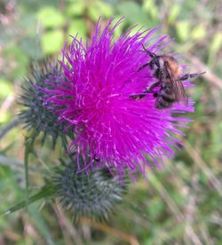 Close-up of insect on flower