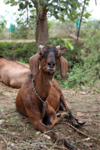 Portrait of an animal on field