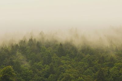 Trees in forest against sky