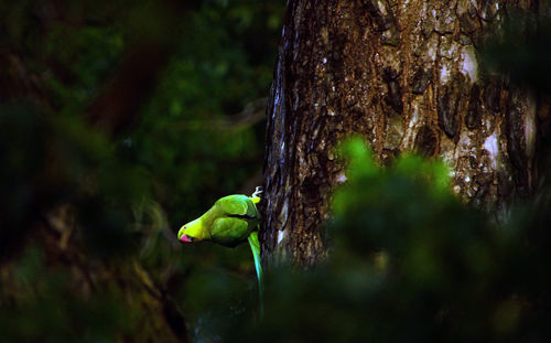 Bird perching on a tree