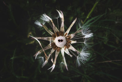 Close-up of wilted dandelion