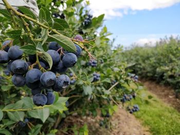 Berries growing on field