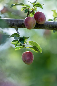 Close-up of apples growing on tree