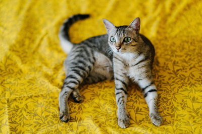High angle view of portrait tabby cat relaxing on bed