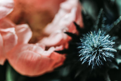 Close-up of hand holding flowering plant