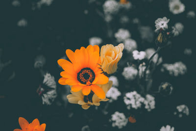 High angle view of orange flowering plant