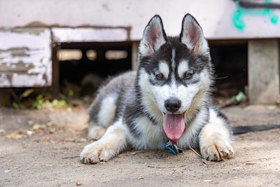 Close-up of dog