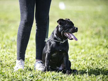 Low section of person with dog on field