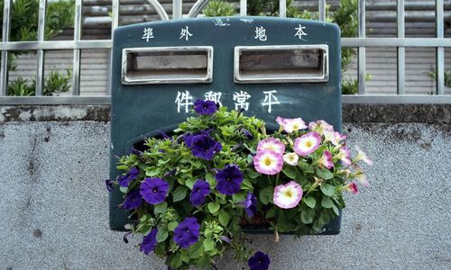 Close-up of purple flowers blooming outdoors