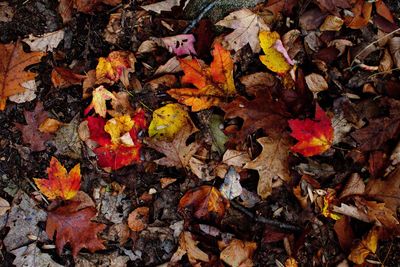 High angle view of fallen maple leaves