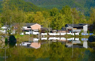 Houses by lake against trees