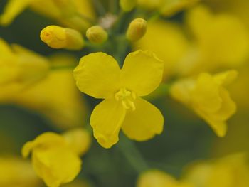 Close-up of yellow flowering plant